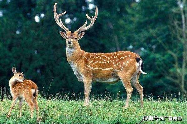 澳门正版免费资料大全功能介绍,全面释义解释落实
